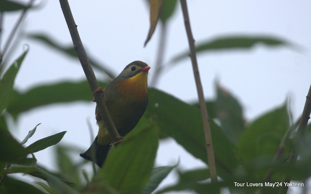 Red-billed Leiothrix - ML620571632