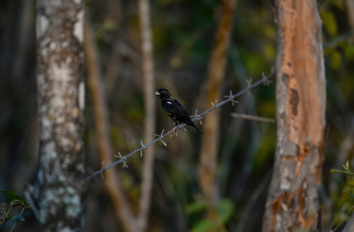 Blue-black Grassquit - Daniel Ruz