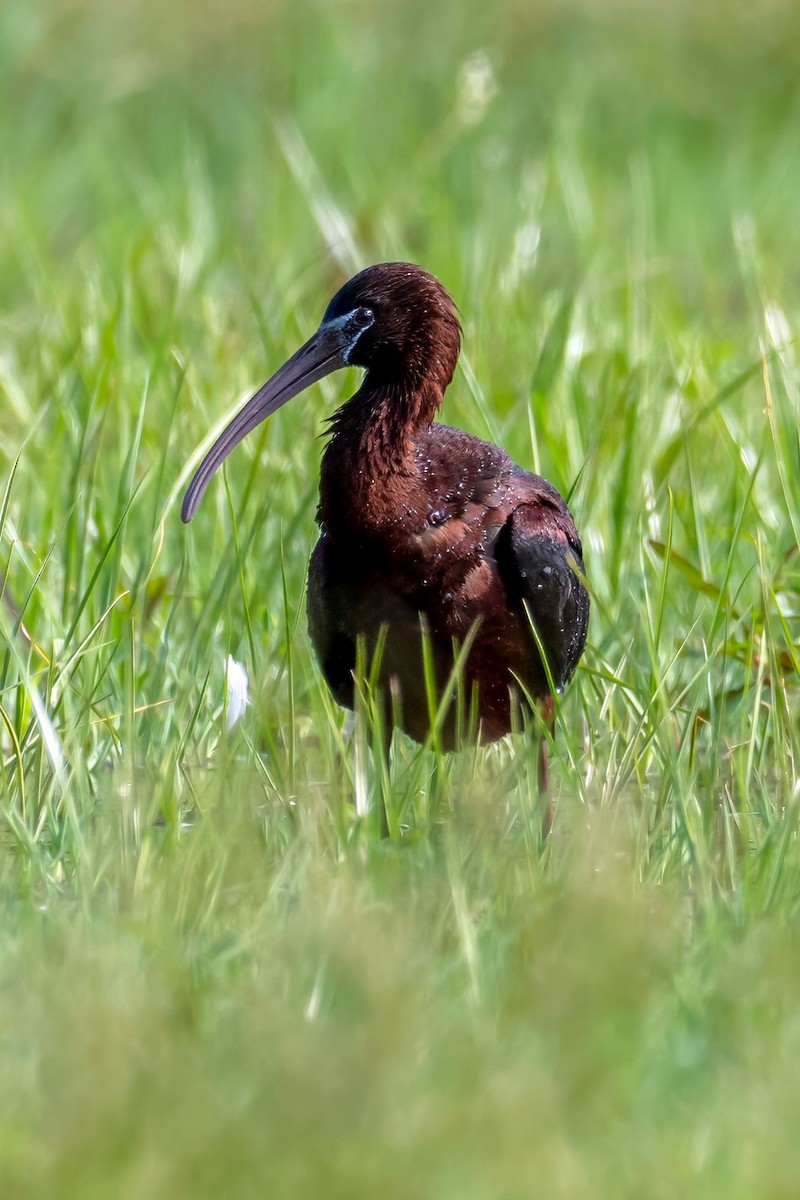 Glossy Ibis - ML620571646