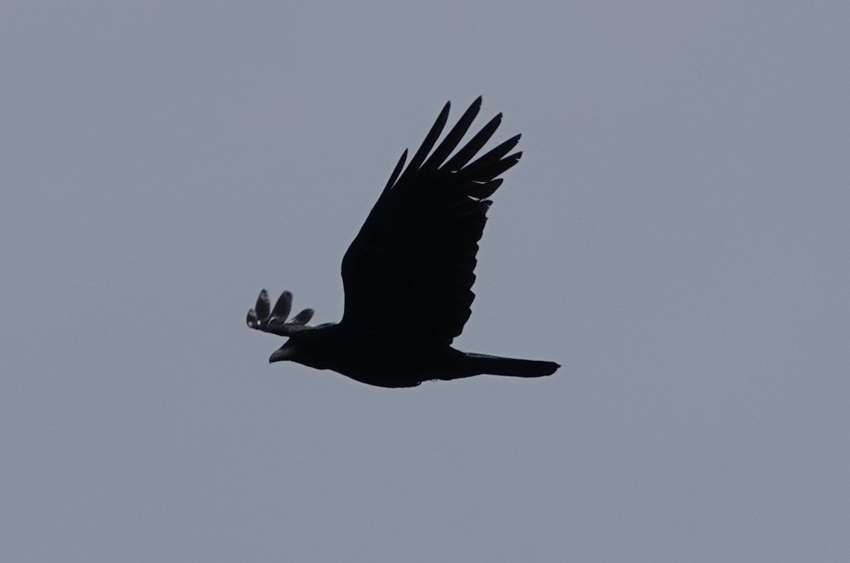 Carrion Crow - ML620571650