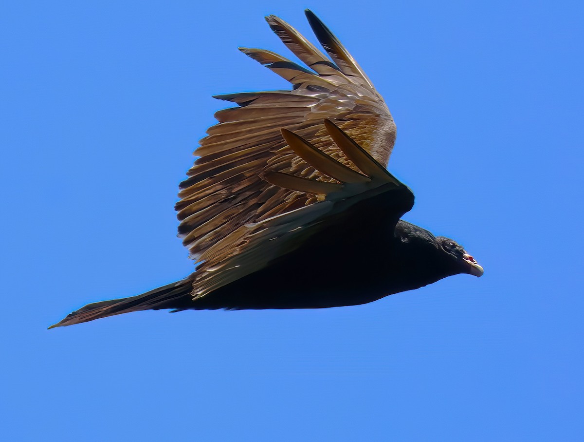 Turkey Vulture - ML620571662