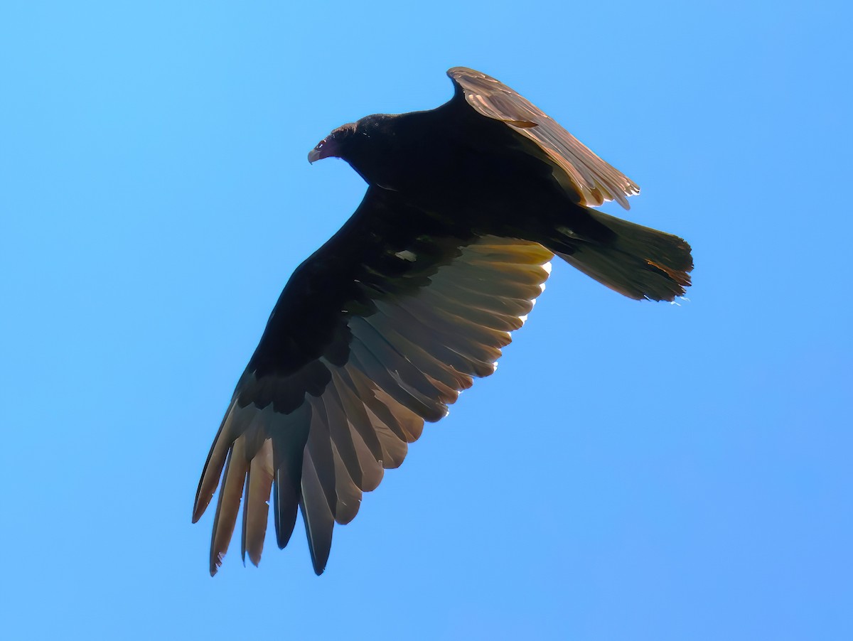 Turkey Vulture - ML620571663