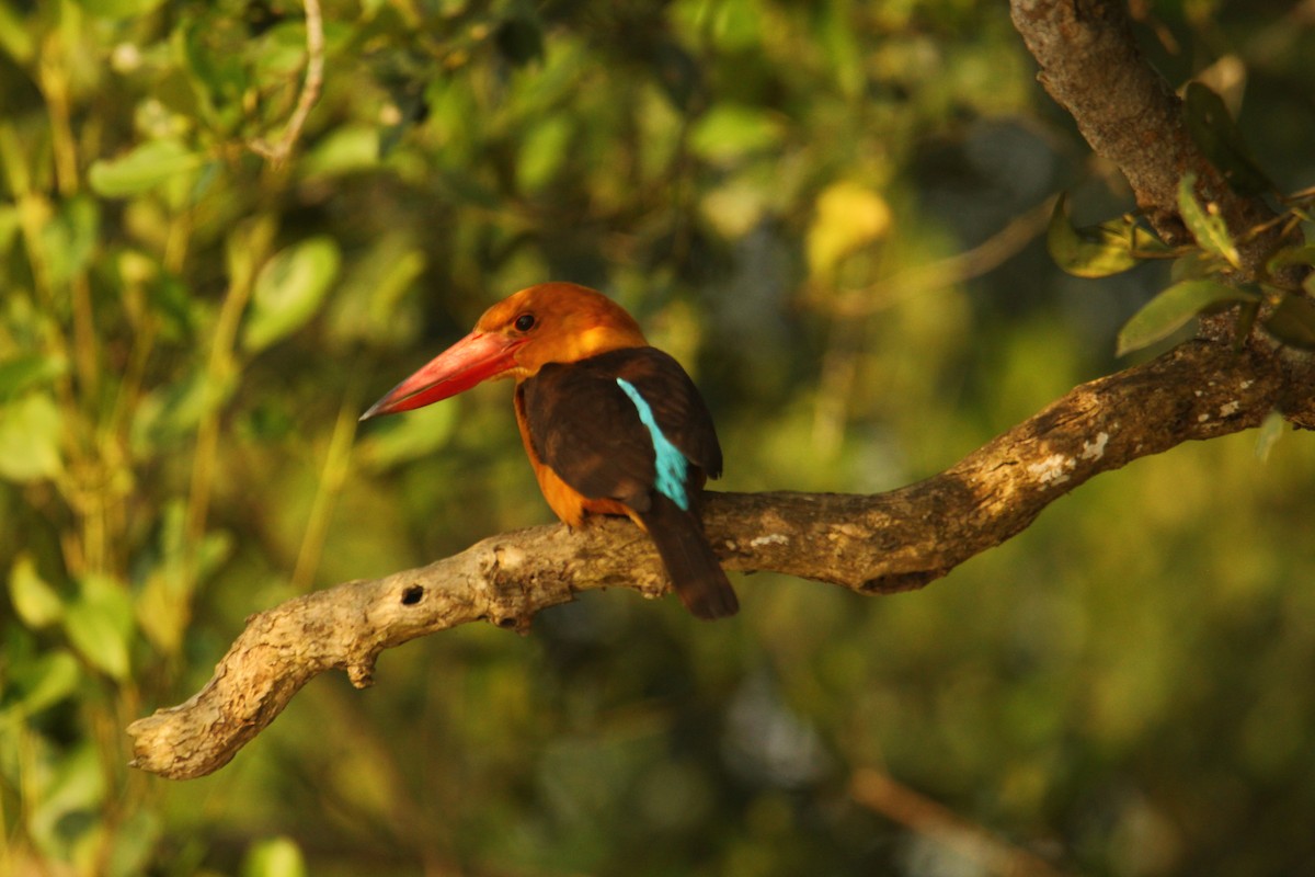 Brown-winged Kingfisher - Karthick VS