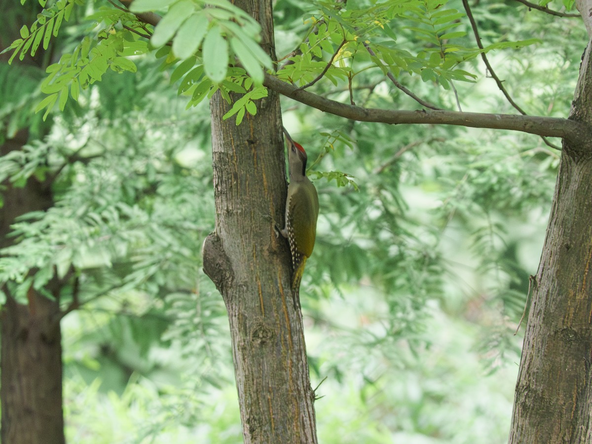 Gray-headed Woodpecker - ML620571721