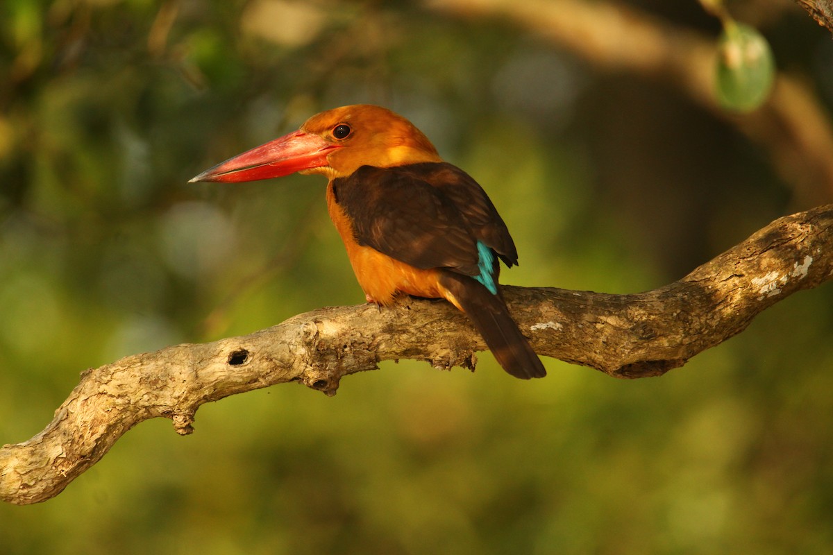 Brown-winged Kingfisher - Karthick VS