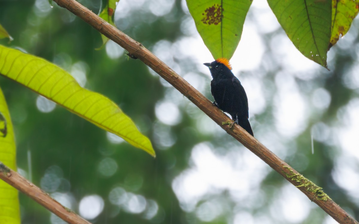 Tawny-crested Tanager - ML620571747