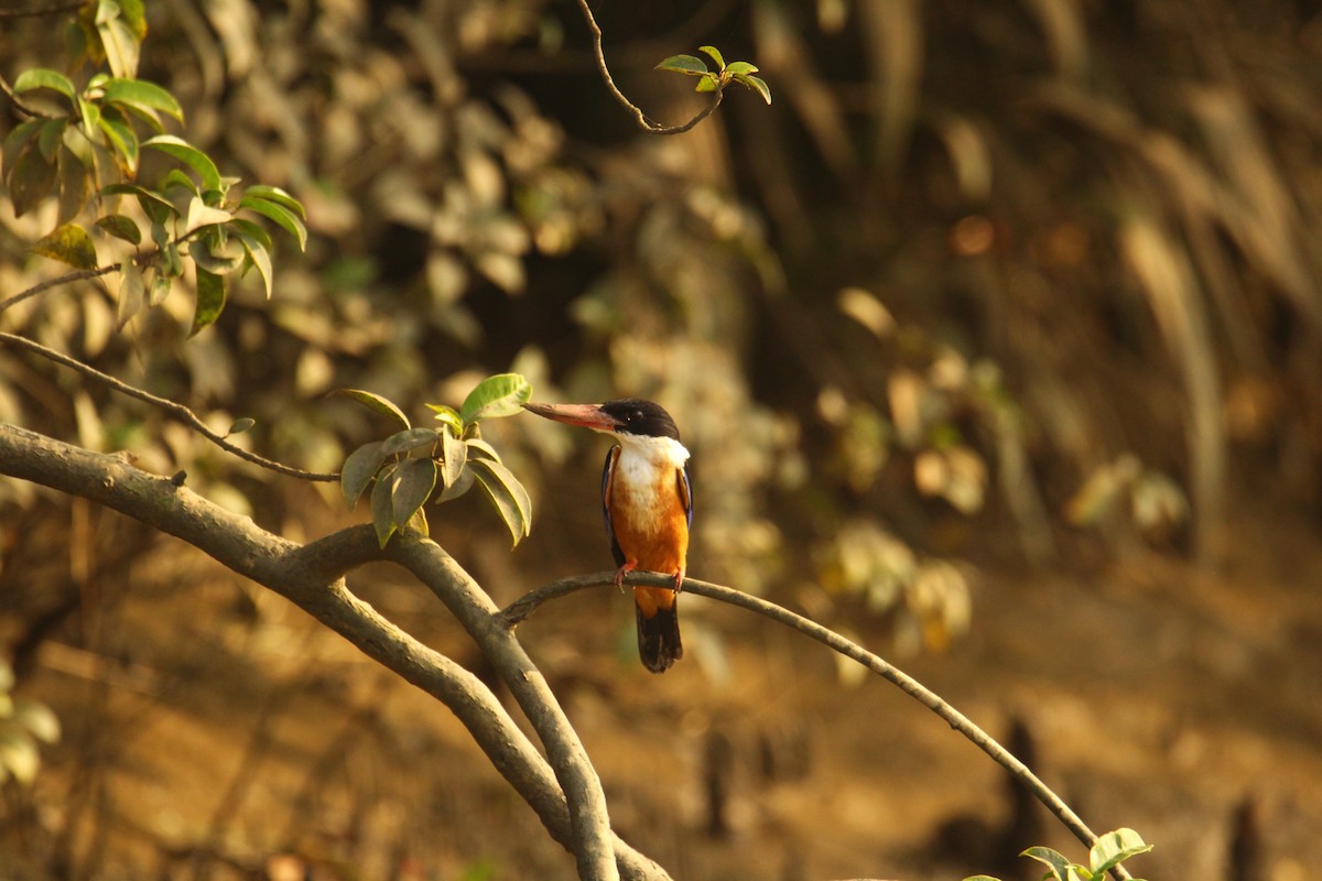 Black-capped Kingfisher - ML620571750