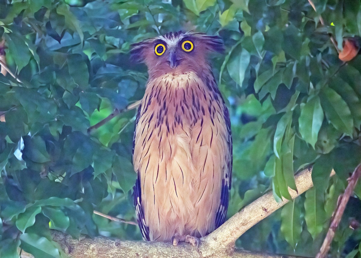 Buffy Fish-Owl - ML620571753