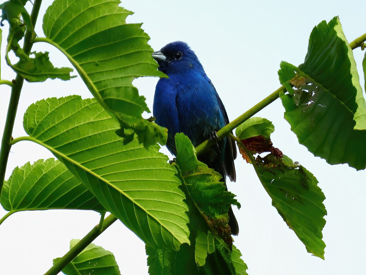 Indigo Bunting - ML620571757