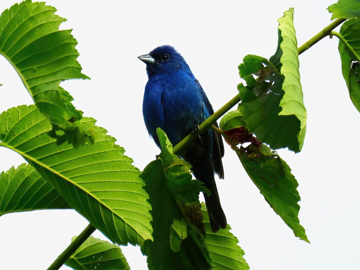 Indigo Bunting - ML620571758