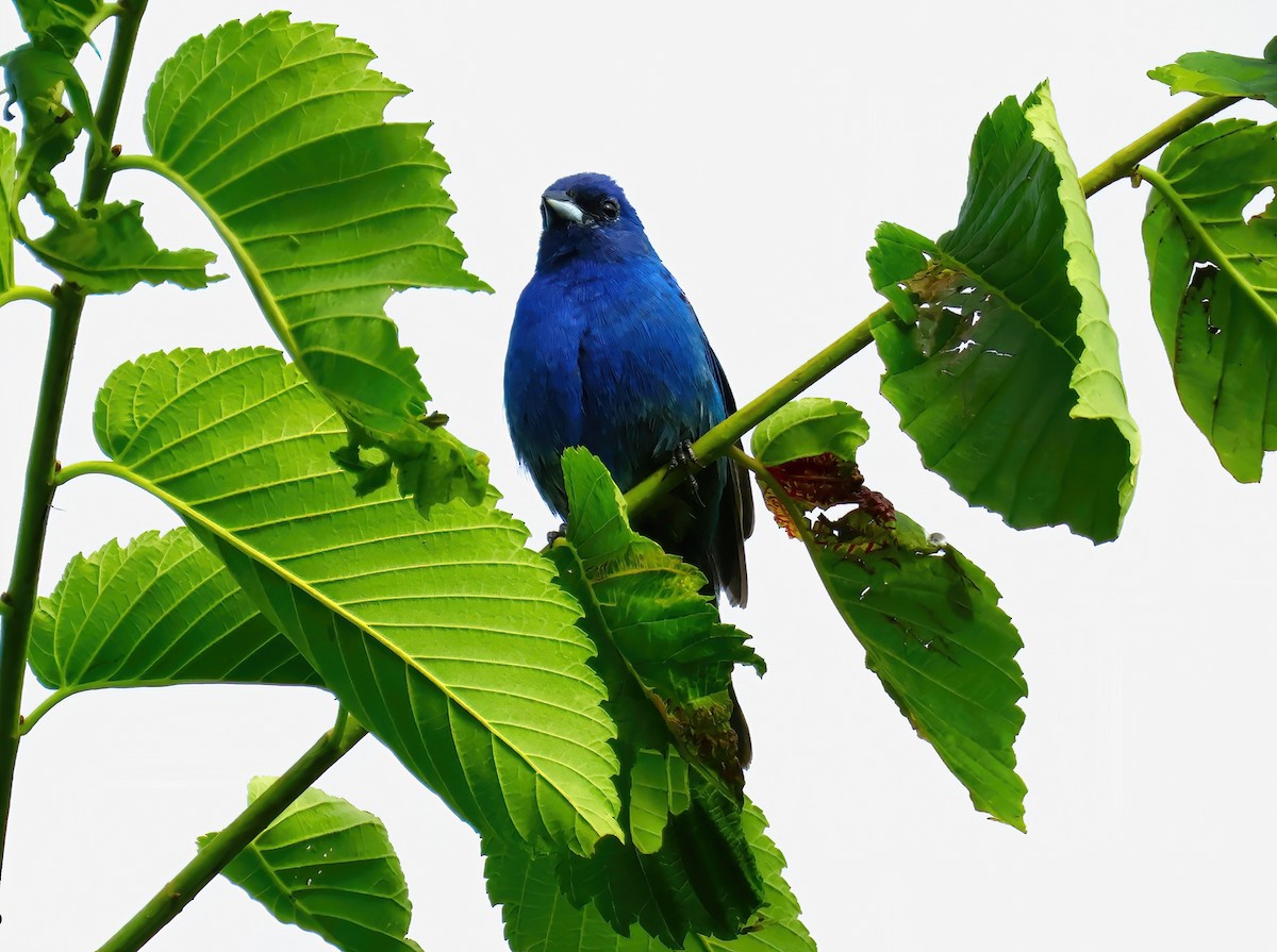 Indigo Bunting - ML620571759