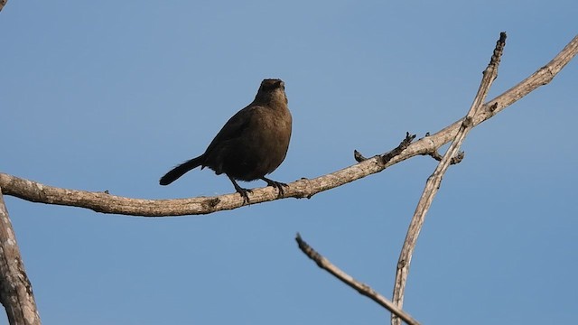 Indian Robin - ML620571767