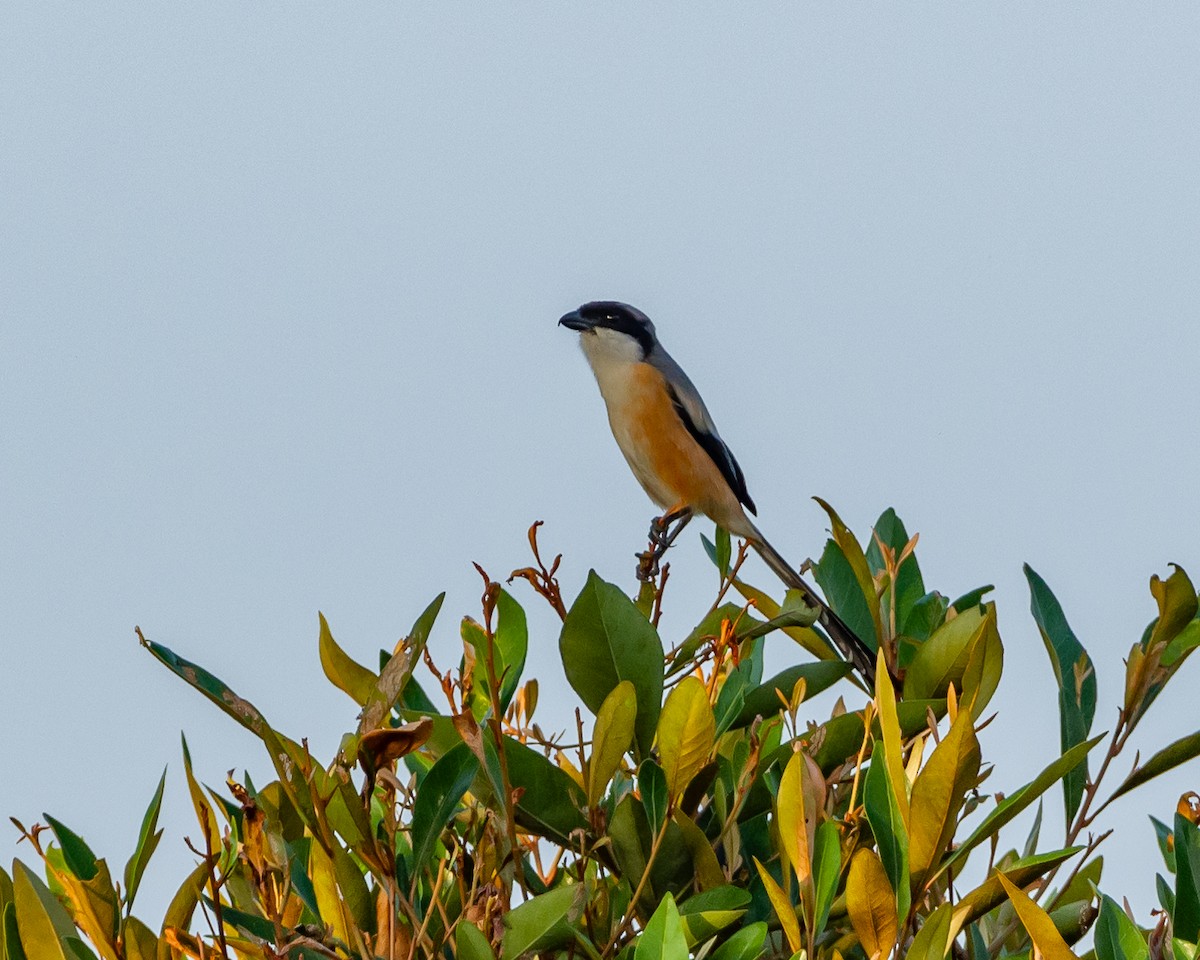 Long-tailed Shrike - ML620571783