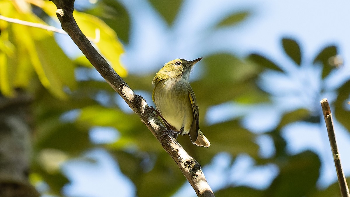 Hangnest Tody-Tyrant - ML620571784