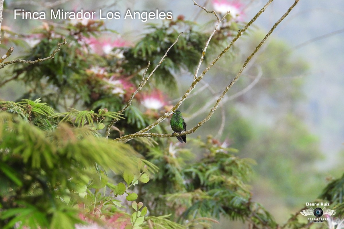 Western Emerald - ML620571787