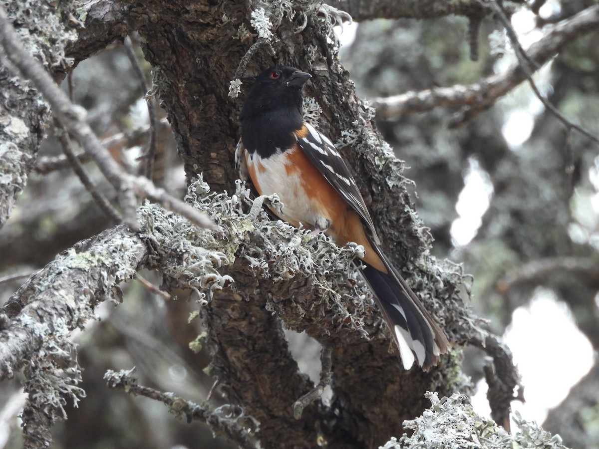 Spotted Towhee - ML620571788