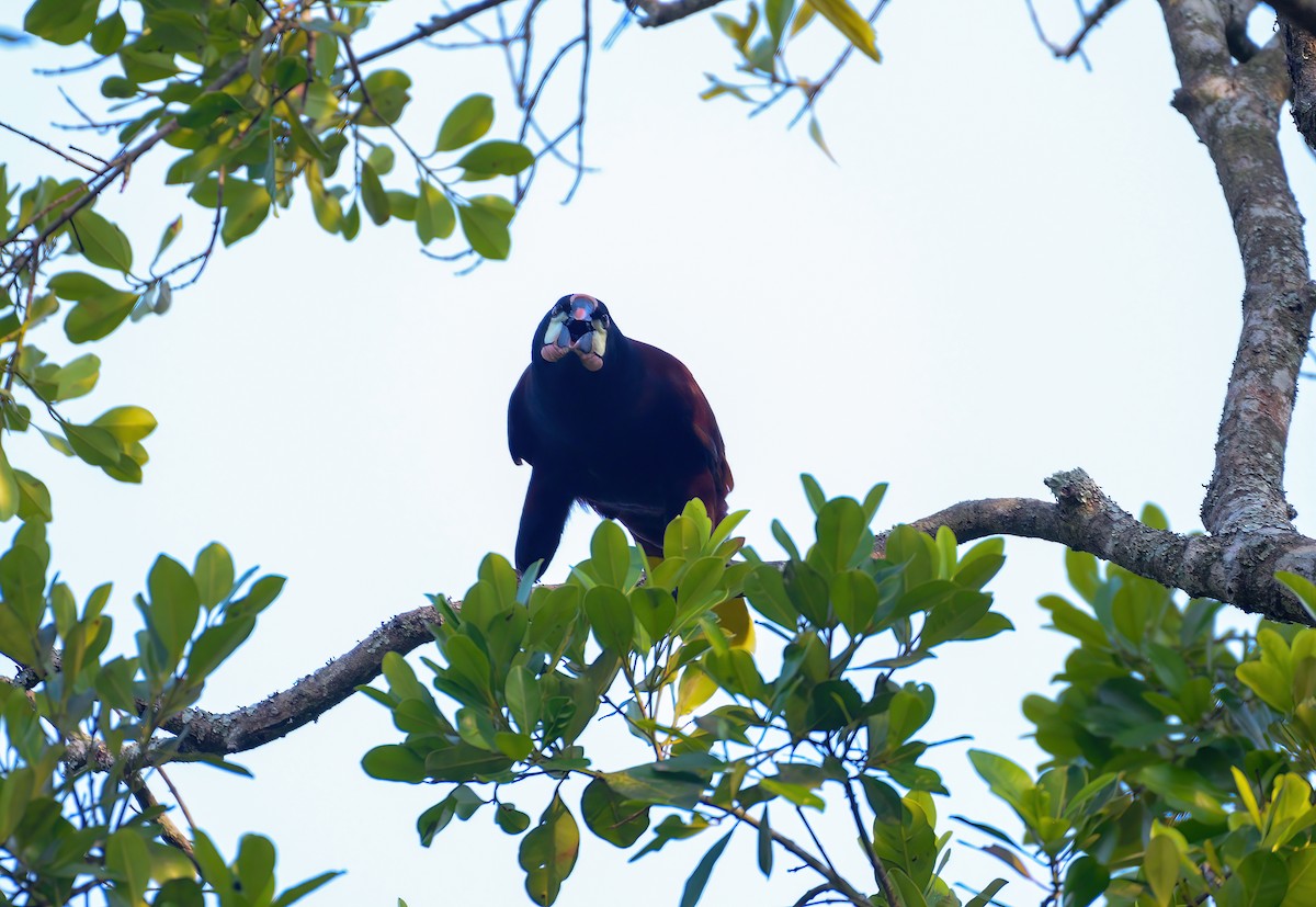 Montezuma Oropendola - ML620571793