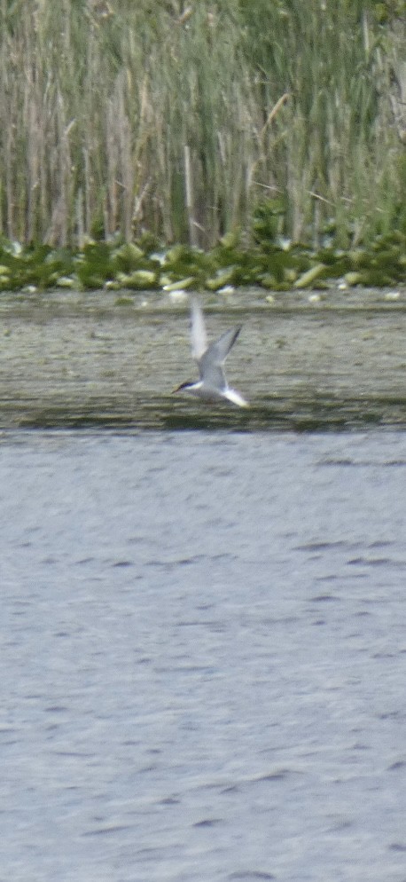 Common Tern - ML620571802