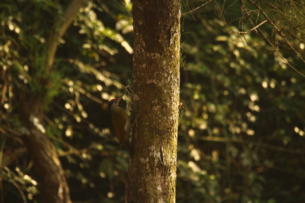 Gray-headed Woodpecker - ML620571804