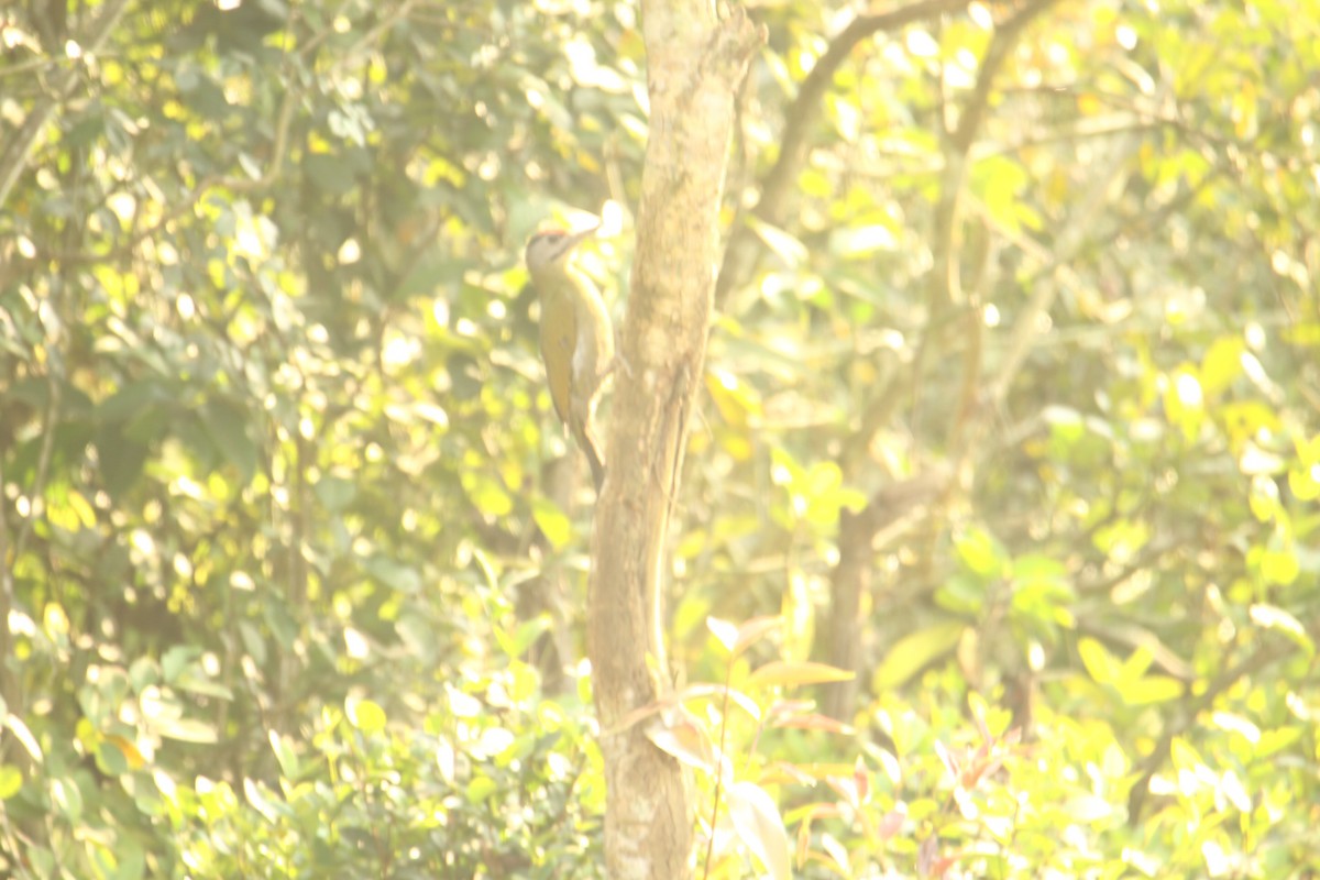 Gray-headed Woodpecker - ML620571807