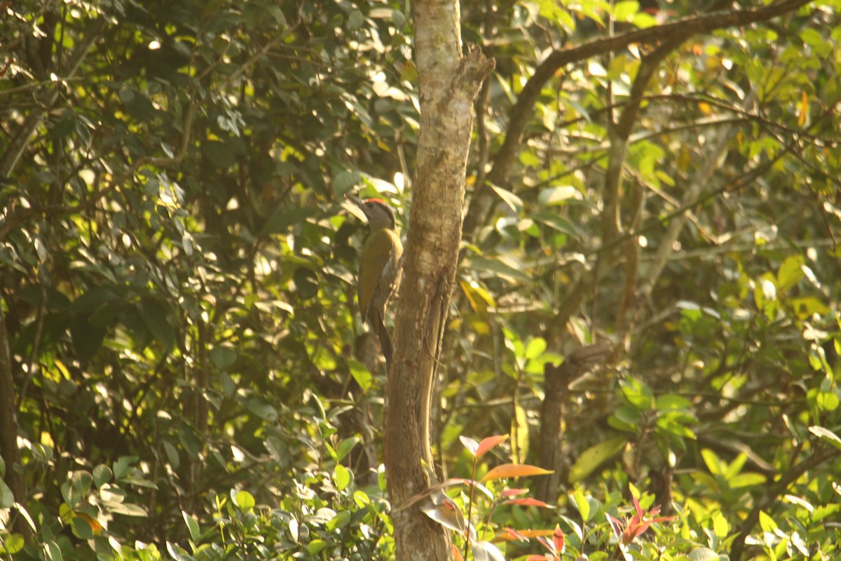 Gray-headed Woodpecker - ML620571808