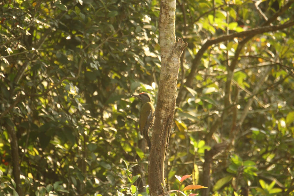 Gray-headed Woodpecker - ML620571810