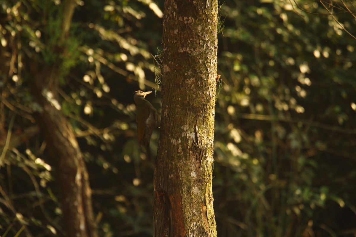 Gray-headed Woodpecker - ML620571811