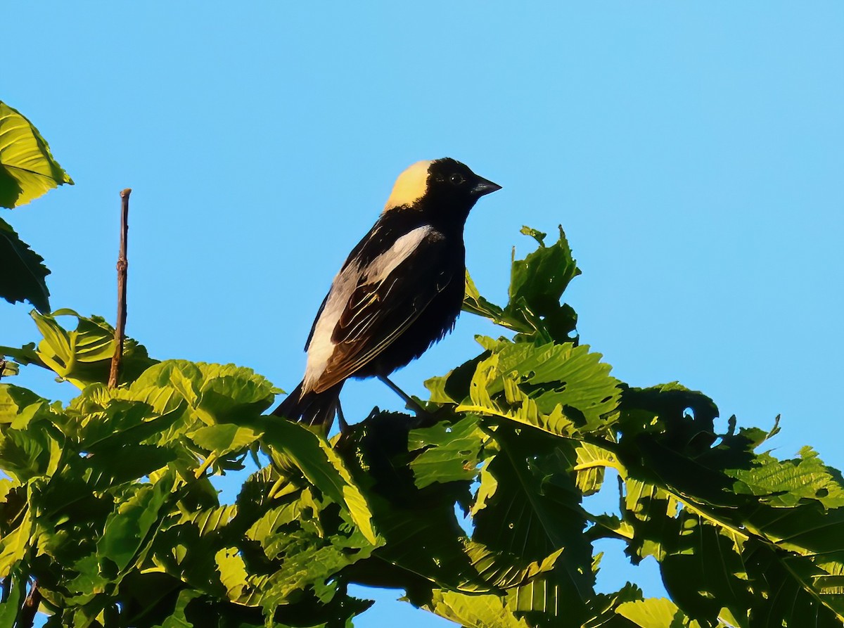 bobolink americký - ML620571812