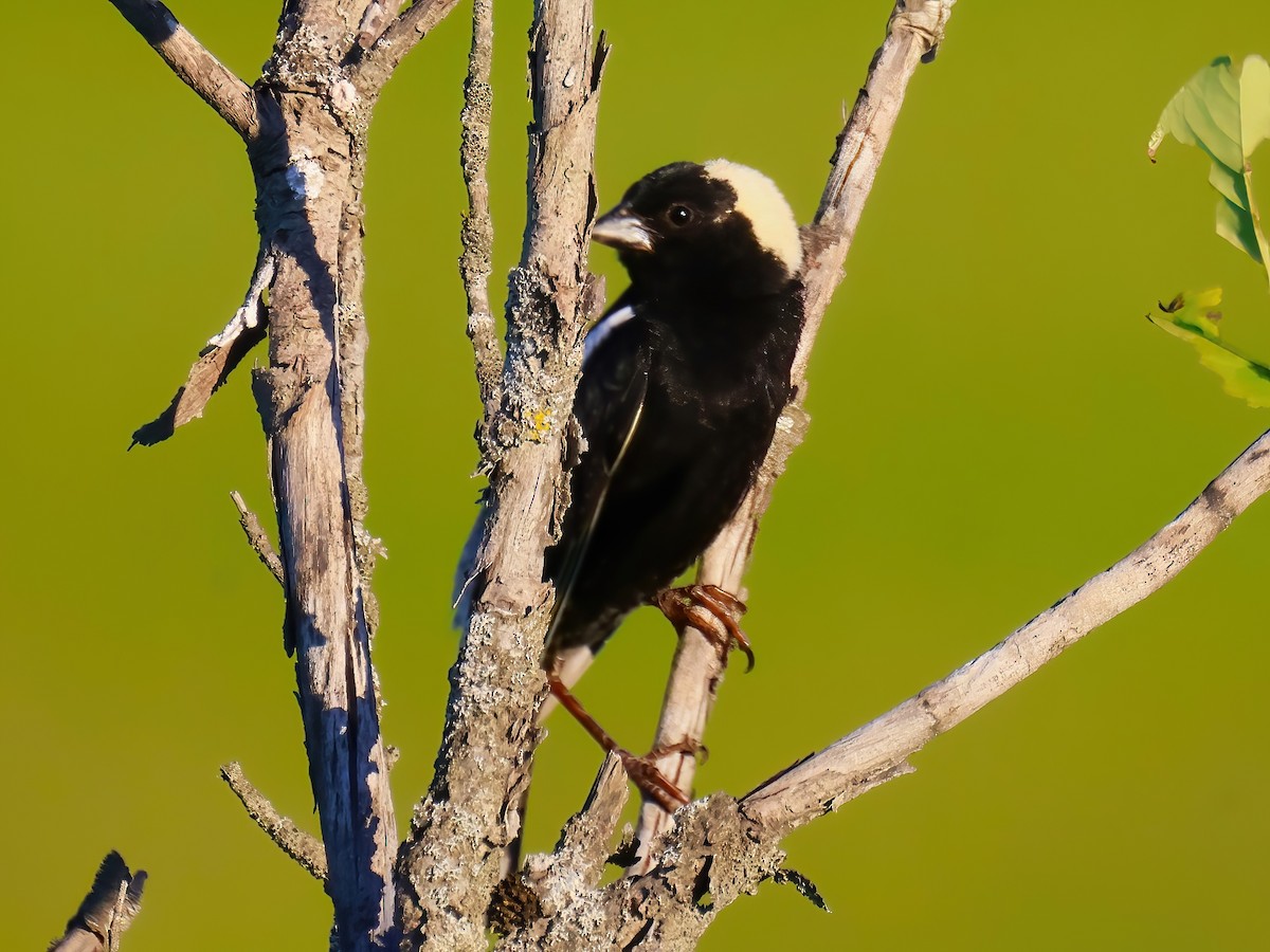 bobolink americký - ML620571813