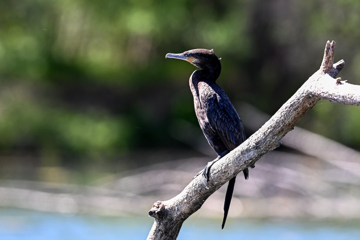 Cormorán Biguá - ML620571814