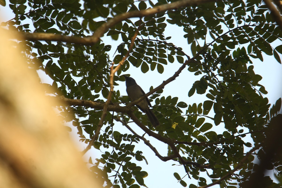 Black-naped Monarch - ML620571822