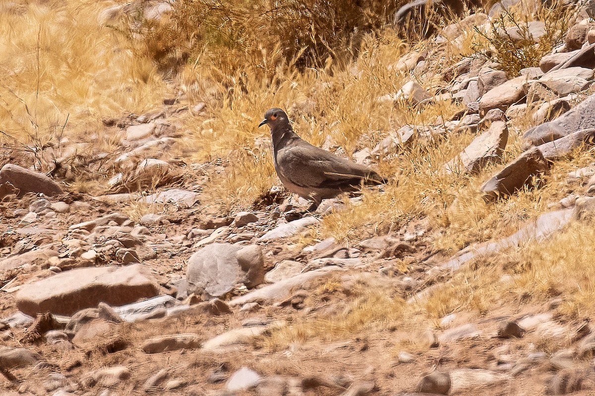 Black-winged Ground Dove - ML620571835
