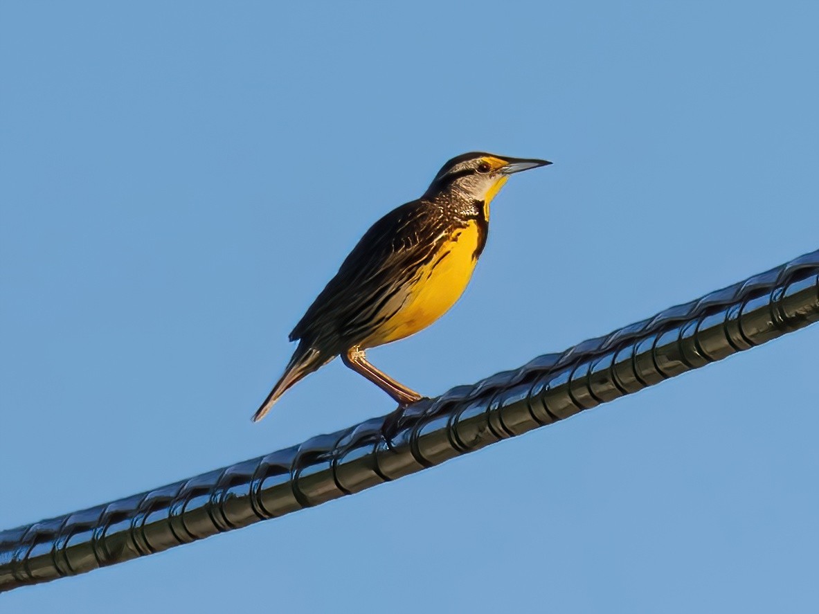 Eastern Meadowlark - ML620571844