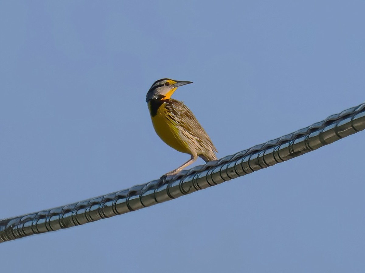 Eastern Meadowlark - ML620571845