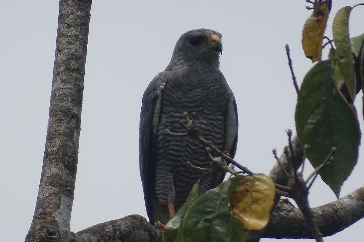 Gray Hawk - ML620571848