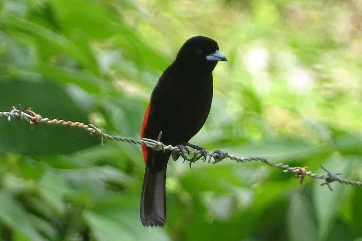 Scarlet-rumped Tanager - ML620571855