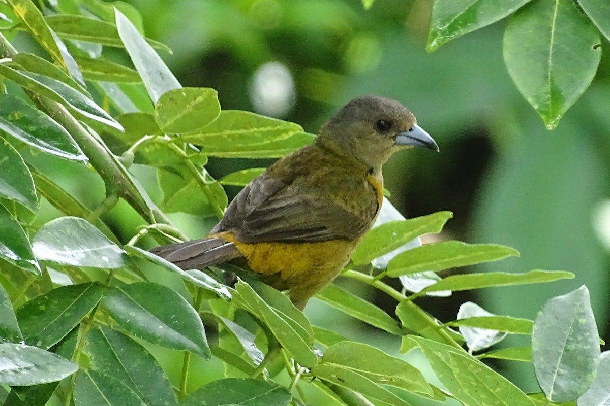Scarlet-rumped Tanager - ML620571856