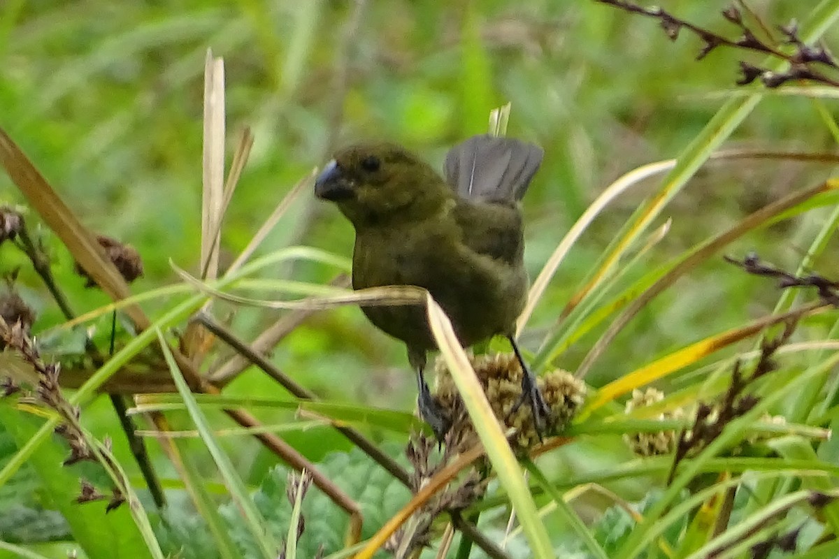 Variable Seedeater - ML620571859