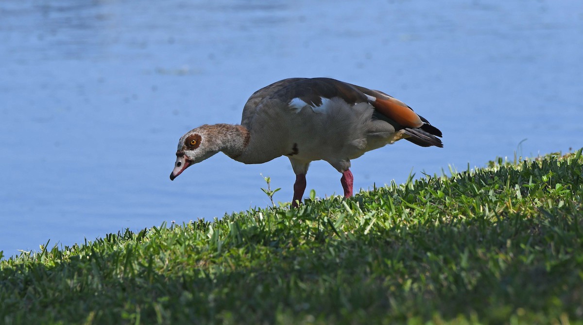 Egyptian Goose - ML620571876