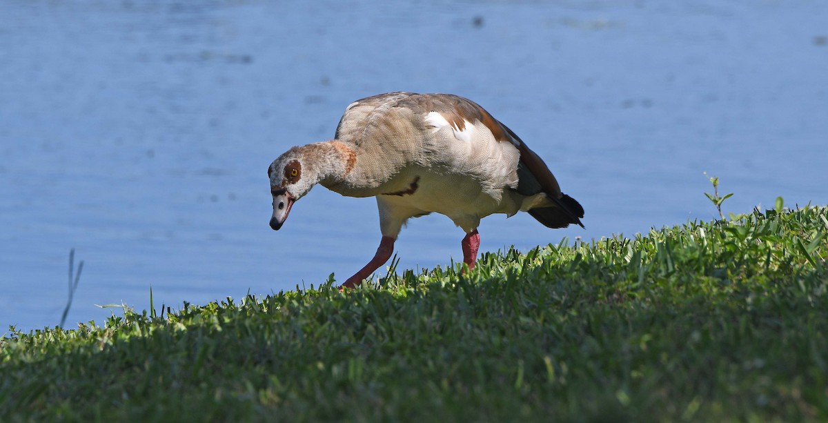 Egyptian Goose - ML620571878