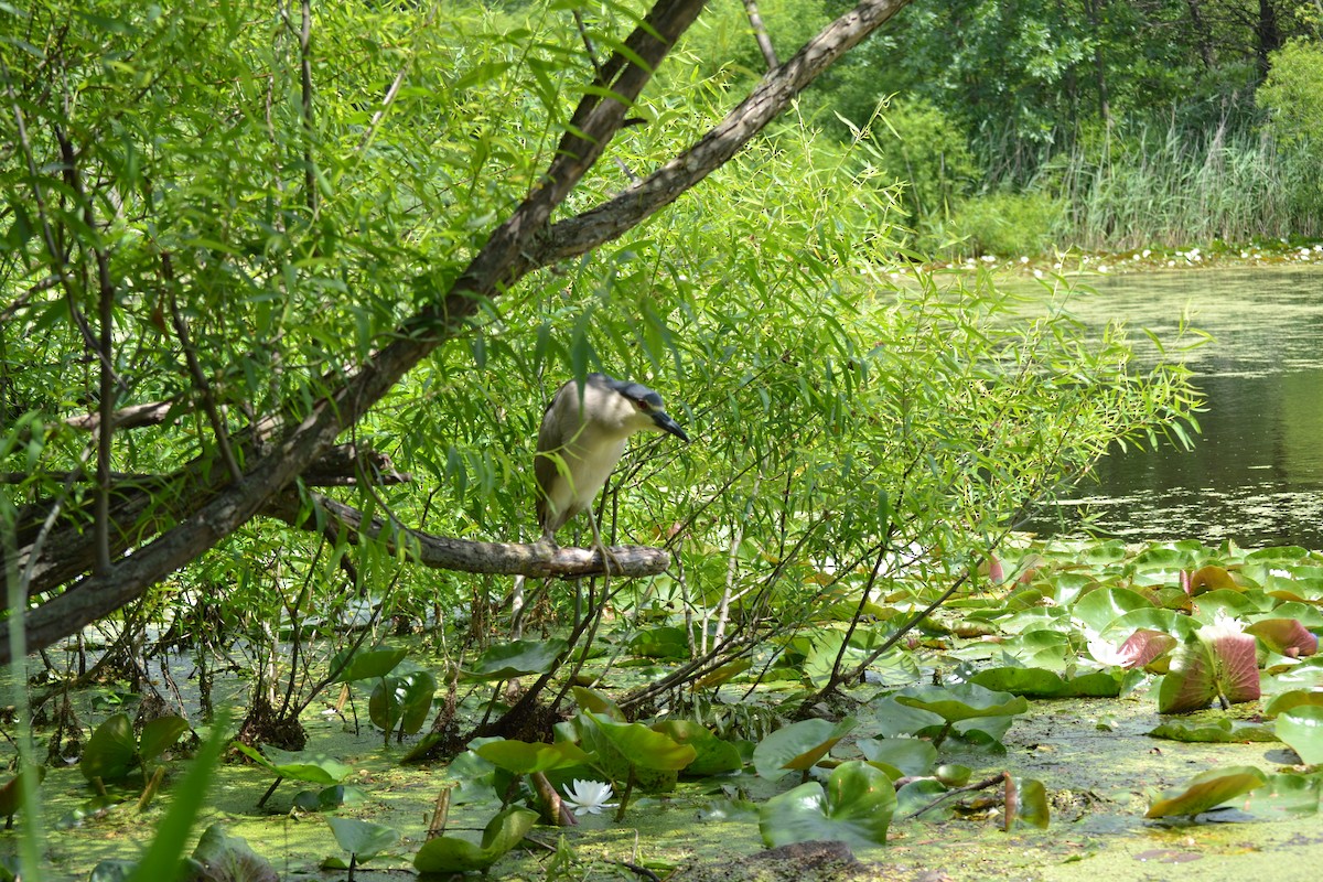 Black-crowned Night Heron - ML620571901