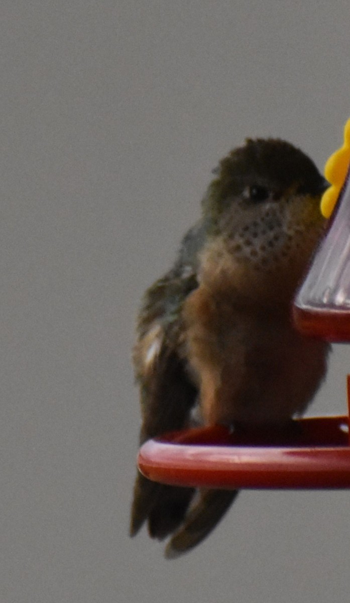 Calliope Hummingbird - ML620571902