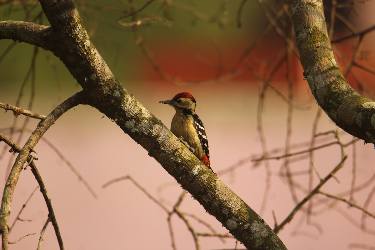 Fulvous-breasted Woodpecker - ML620571907