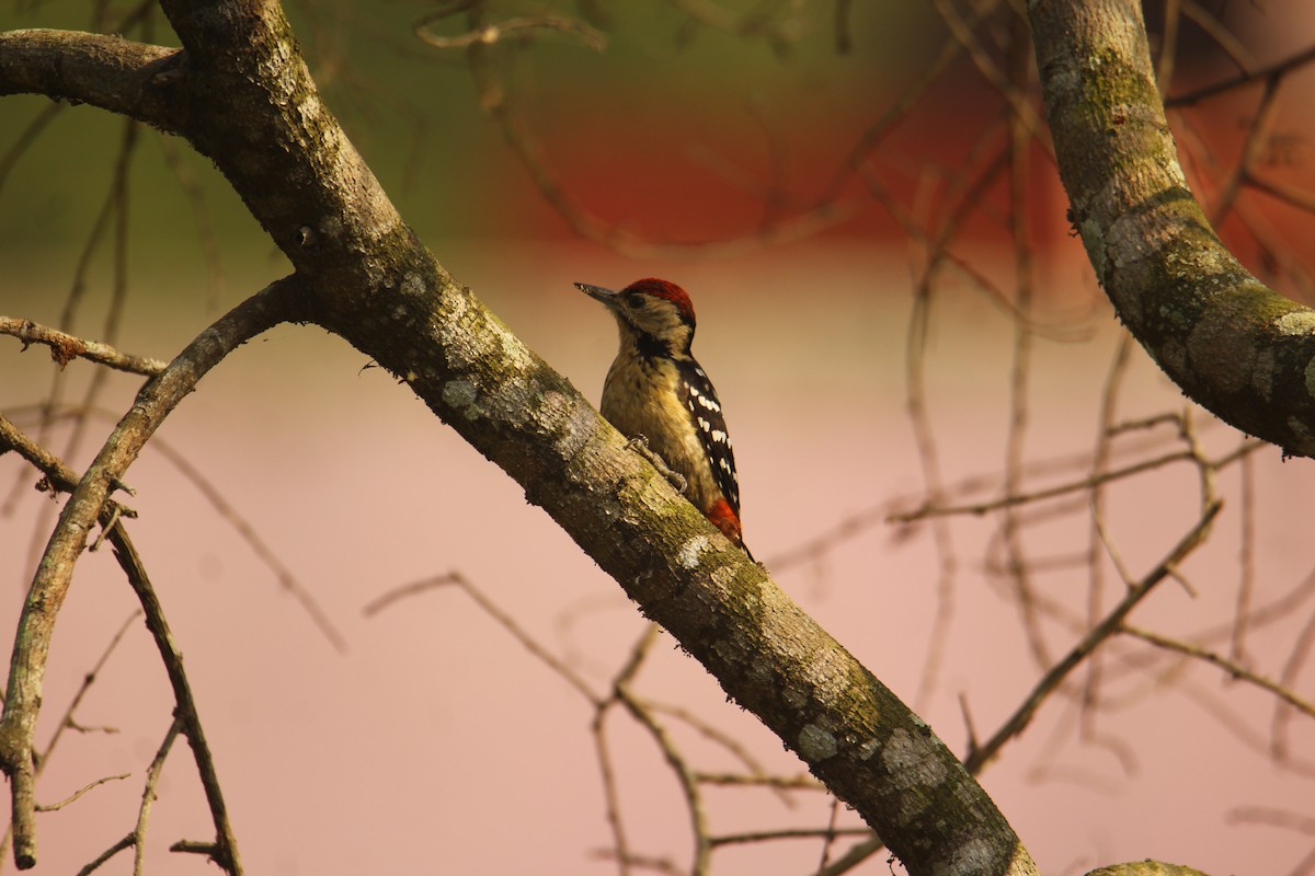 Fulvous-breasted Woodpecker - ML620571908