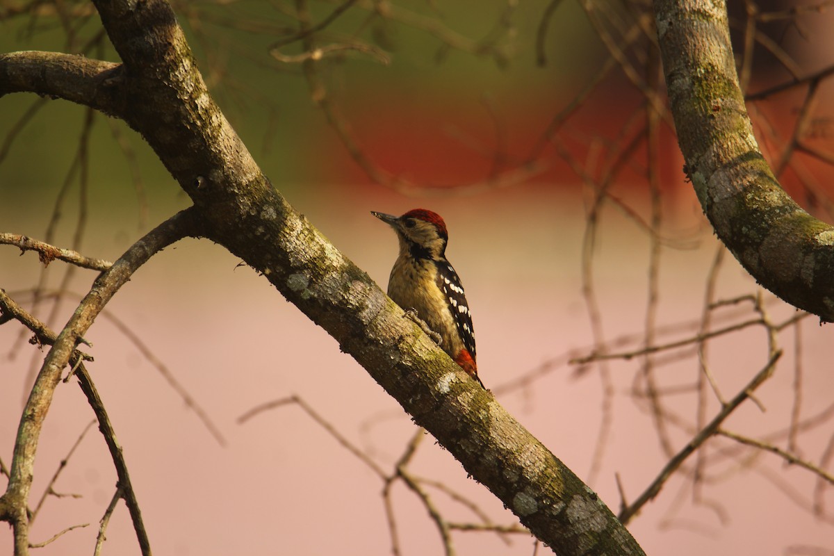 Fulvous-breasted Woodpecker - ML620571909
