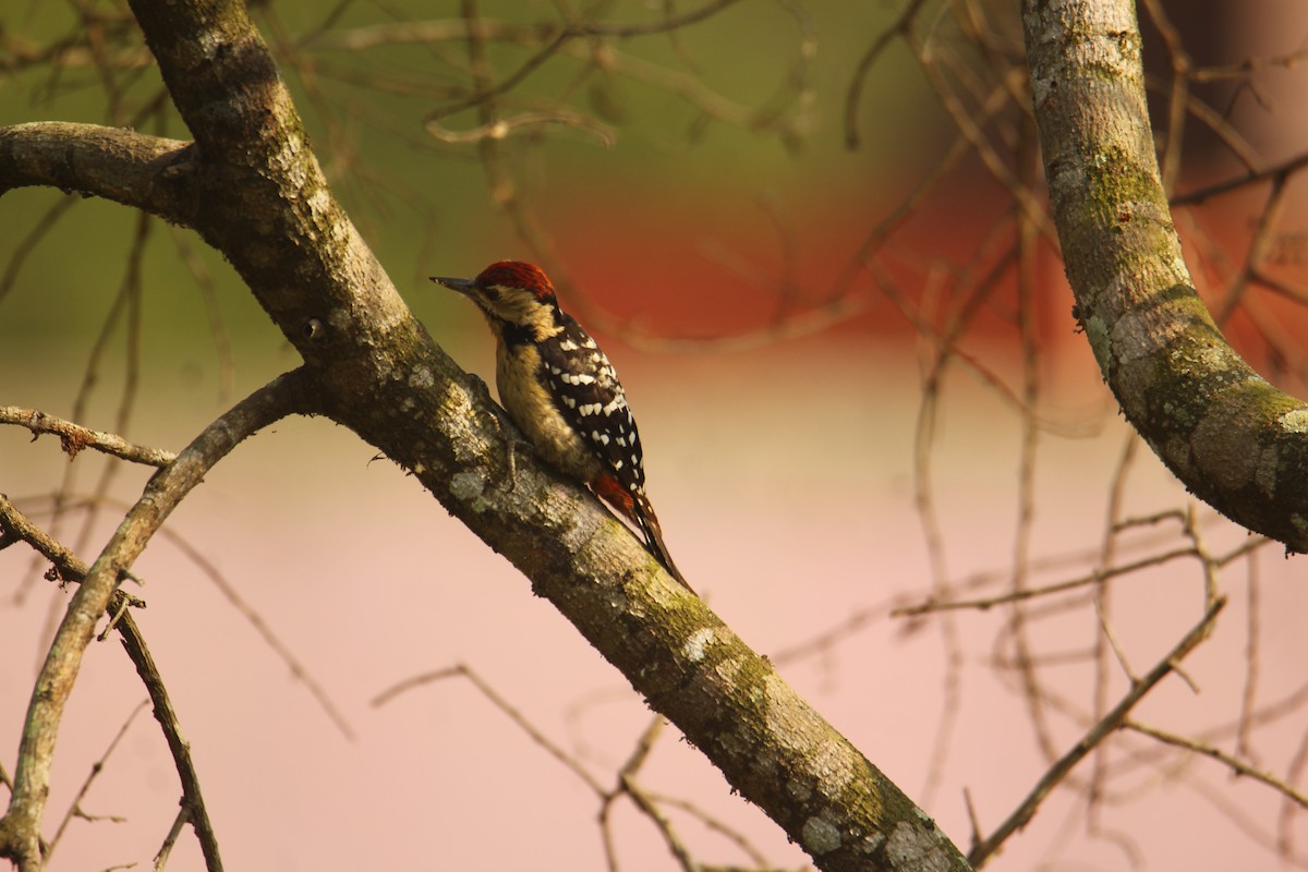 Fulvous-breasted Woodpecker - ML620571910