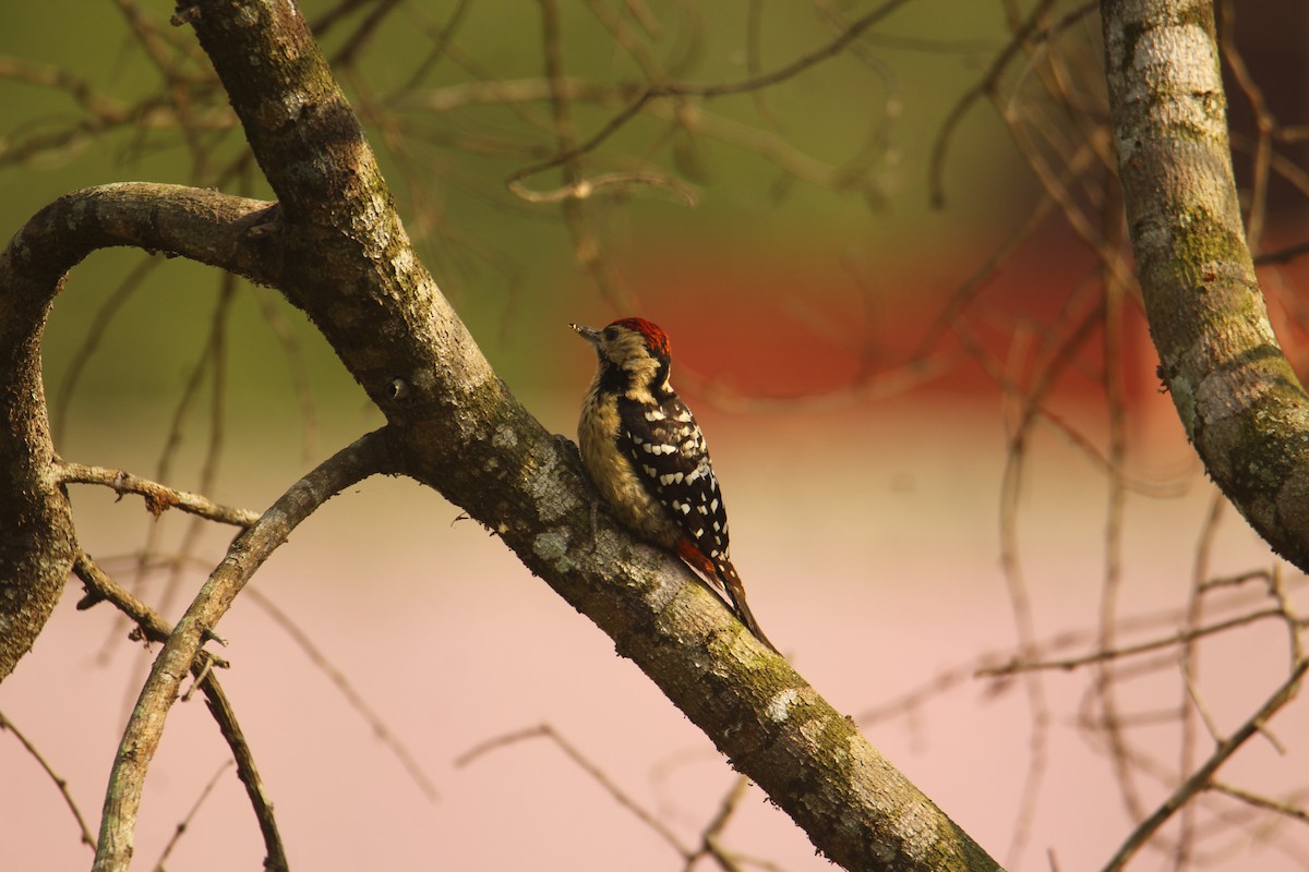 Fulvous-breasted Woodpecker - ML620571911