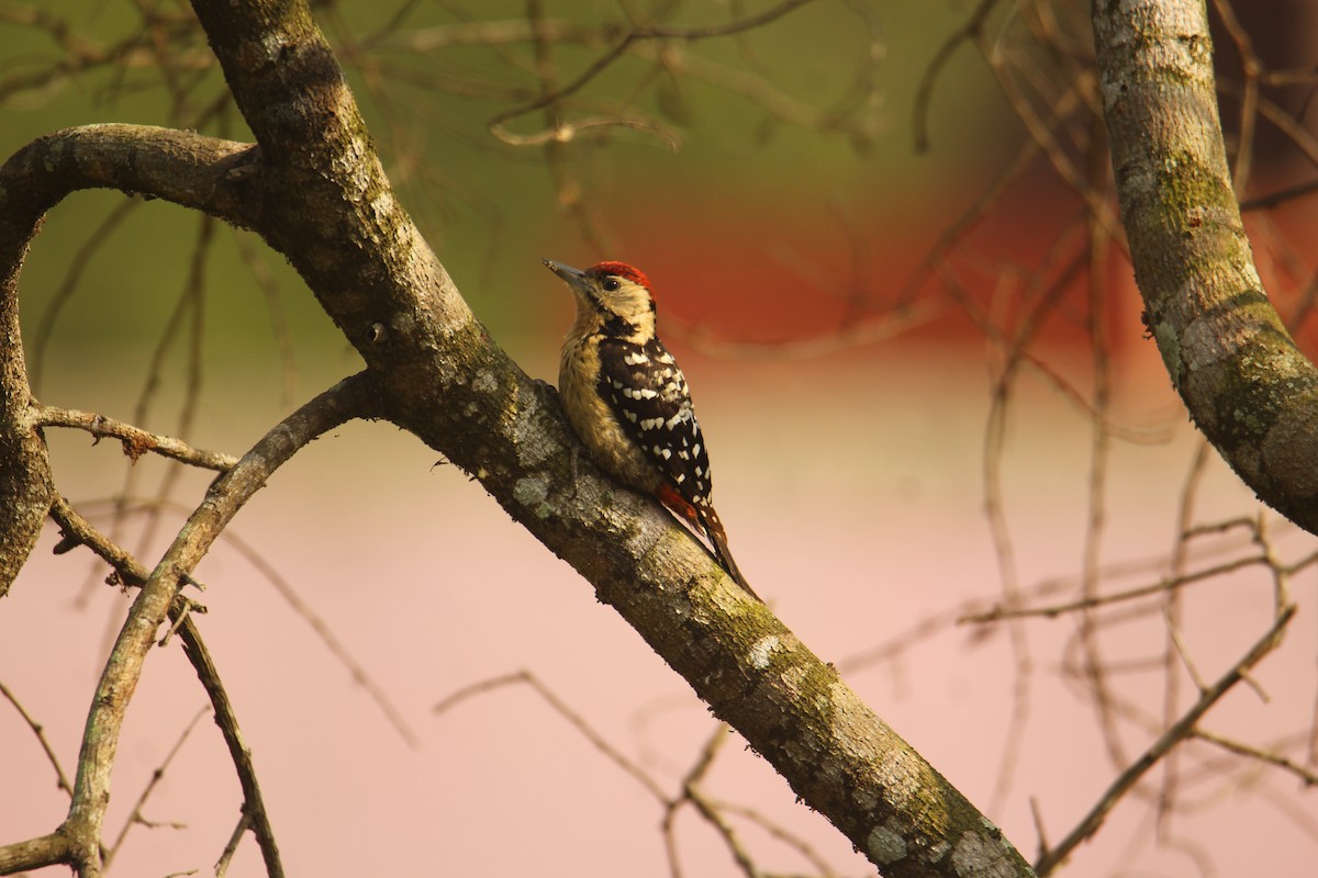 Fulvous-breasted Woodpecker - ML620571912