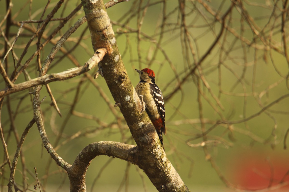 Fulvous-breasted Woodpecker - ML620571917
