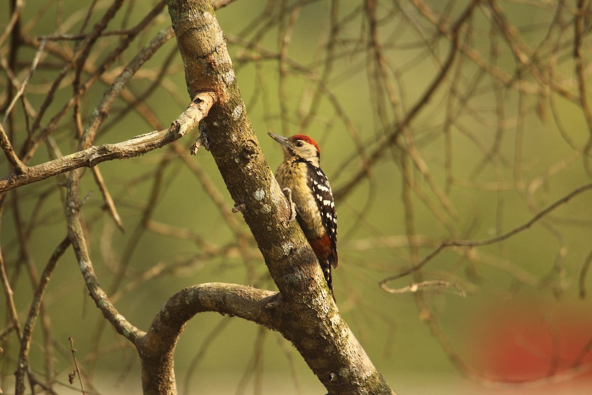 Fulvous-breasted Woodpecker - Karthick VS